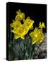 Daffodil in Bloom, New York, New York, USA-Paul Sutton-Stretched Canvas