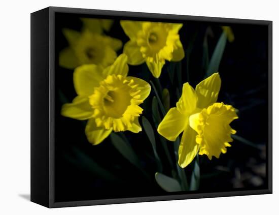 Daffodil in Bloom, New York, New York, USA-Paul Sutton-Framed Stretched Canvas