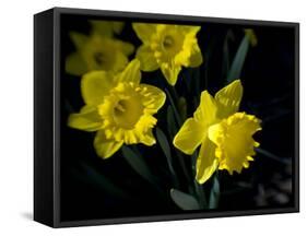 Daffodil in Bloom, New York, New York, USA-Paul Sutton-Framed Stretched Canvas