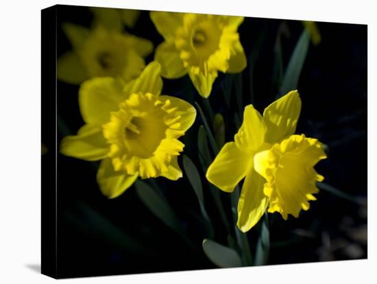 Daffodil in Bloom, New York, New York, USA-Paul Sutton-Stretched Canvas