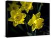 Daffodil in Bloom, New York, New York, USA-Paul Sutton-Stretched Canvas