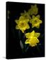 Daffodil in Bloom, New York, New York, USA-Paul Sutton-Stretched Canvas