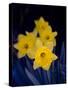 Daffodil in Bloom, New York, New York, USA-Paul Sutton-Stretched Canvas