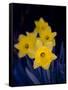 Daffodil in Bloom, New York, New York, USA-Paul Sutton-Framed Stretched Canvas