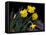 Daffodil in Bloom, New York, New York, USA-Paul Sutton-Framed Stretched Canvas