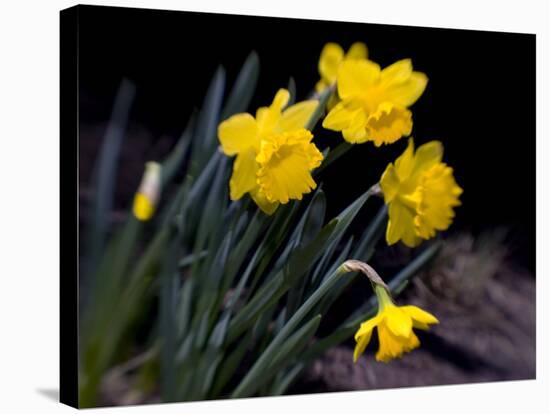 Daffodil in Bloom, New York, New York, USA-Paul Sutton-Stretched Canvas