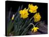 Daffodil in Bloom, New York, New York, USA-Paul Sutton-Stretched Canvas