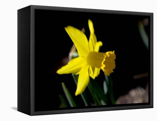 Daffodil in Bloom, New York, New York, USA-Paul Sutton-Framed Stretched Canvas