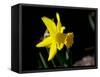 Daffodil in Bloom, New York, New York, USA-Paul Sutton-Framed Stretched Canvas