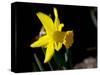 Daffodil in Bloom, New York, New York, USA-Paul Sutton-Stretched Canvas