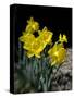 Daffodil in Bloom, New York, New York, USA-Paul Sutton-Stretched Canvas