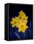 Daffodil in Bloom, New York, New York, USA-Paul Sutton-Framed Stretched Canvas