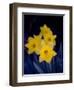 Daffodil in Bloom, New York, New York, USA-Paul Sutton-Framed Premium Photographic Print