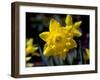 Daffodil in Bloom, New York, New York, USA-Paul Sutton-Framed Photographic Print