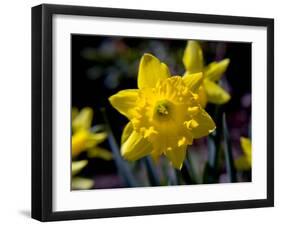 Daffodil in Bloom, New York, New York, USA-Paul Sutton-Framed Photographic Print