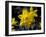 Daffodil in Bloom, New York, New York, USA-Paul Sutton-Framed Photographic Print