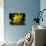 Daffodil in Bloom, New York, New York, USA-Paul Sutton-Photographic Print displayed on a wall