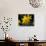 Daffodil in Bloom, New York, New York, USA-Paul Sutton-Photographic Print displayed on a wall