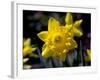 Daffodil in Bloom, New York, New York, USA-Paul Sutton-Framed Photographic Print