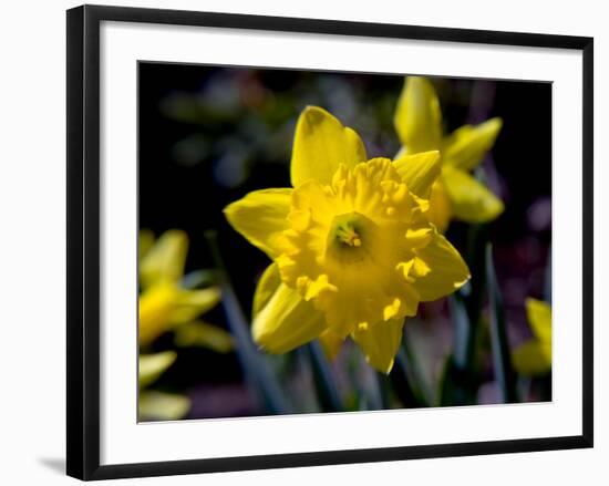 Daffodil in Bloom, New York, New York, USA-Paul Sutton-Framed Photographic Print