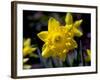 Daffodil in Bloom, New York, New York, USA-Paul Sutton-Framed Photographic Print