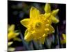 Daffodil in Bloom, New York, New York, USA-Paul Sutton-Mounted Photographic Print