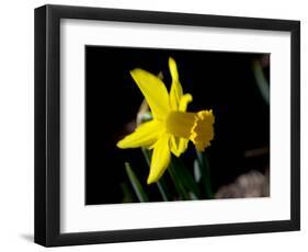 Daffodil in Bloom, New York, New York, USA-Paul Sutton-Framed Photographic Print