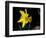 Daffodil in Bloom, New York, New York, USA-Paul Sutton-Framed Photographic Print