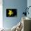 Daffodil in Bloom, New York, New York, USA-Paul Sutton-Photographic Print displayed on a wall