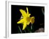 Daffodil in Bloom, New York, New York, USA-Paul Sutton-Framed Photographic Print