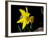 Daffodil in Bloom, New York, New York, USA-Paul Sutton-Framed Photographic Print