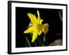 Daffodil in Bloom, New York, New York, USA-Paul Sutton-Framed Photographic Print