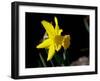 Daffodil in Bloom, New York, New York, USA-Paul Sutton-Framed Photographic Print