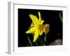 Daffodil in Bloom, New York, New York, USA-Paul Sutton-Framed Photographic Print