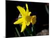 Daffodil in Bloom, New York, New York, USA-Paul Sutton-Mounted Photographic Print