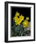 Daffodil in Bloom, New York, New York, USA-Paul Sutton-Framed Photographic Print