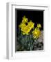 Daffodil in Bloom, New York, New York, USA-Paul Sutton-Framed Photographic Print