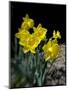 Daffodil in Bloom, New York, New York, USA-Paul Sutton-Mounted Photographic Print