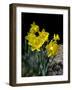 Daffodil in Bloom, New York, New York, USA-Paul Sutton-Framed Photographic Print