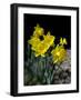 Daffodil in Bloom, New York, New York, USA-Paul Sutton-Framed Photographic Print