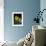 Daffodil in Bloom, New York, New York, USA-Paul Sutton-Framed Photographic Print displayed on a wall