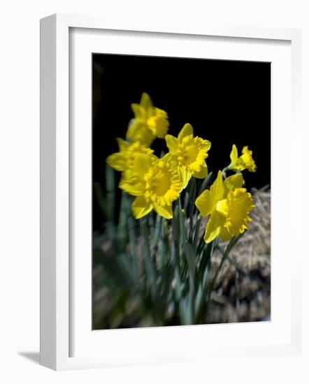 Daffodil in Bloom, New York, New York, USA-Paul Sutton-Framed Photographic Print