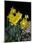 Daffodil in Bloom, New York, New York, USA-Paul Sutton-Mounted Photographic Print