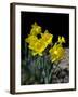 Daffodil in Bloom, New York, New York, USA-Paul Sutton-Framed Photographic Print