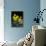 Daffodil in Bloom, New York, New York, USA-Paul Sutton-Mounted Photographic Print displayed on a wall