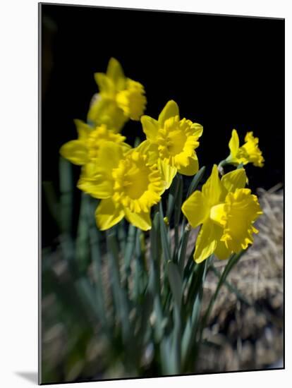 Daffodil in Bloom, New York, New York, USA-Paul Sutton-Mounted Photographic Print