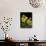 Daffodil in Bloom, New York, New York, USA-Paul Sutton-Photographic Print displayed on a wall