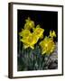 Daffodil in Bloom, New York, New York, USA-Paul Sutton-Framed Photographic Print