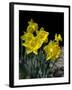 Daffodil in Bloom, New York, New York, USA-Paul Sutton-Framed Photographic Print