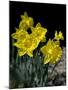 Daffodil in Bloom, New York, New York, USA-Paul Sutton-Mounted Photographic Print